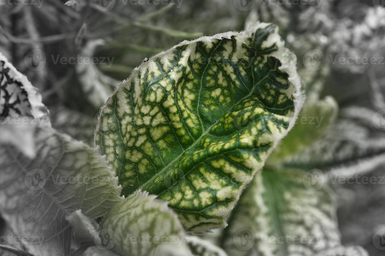 foglia di fiore perenne variegato foto