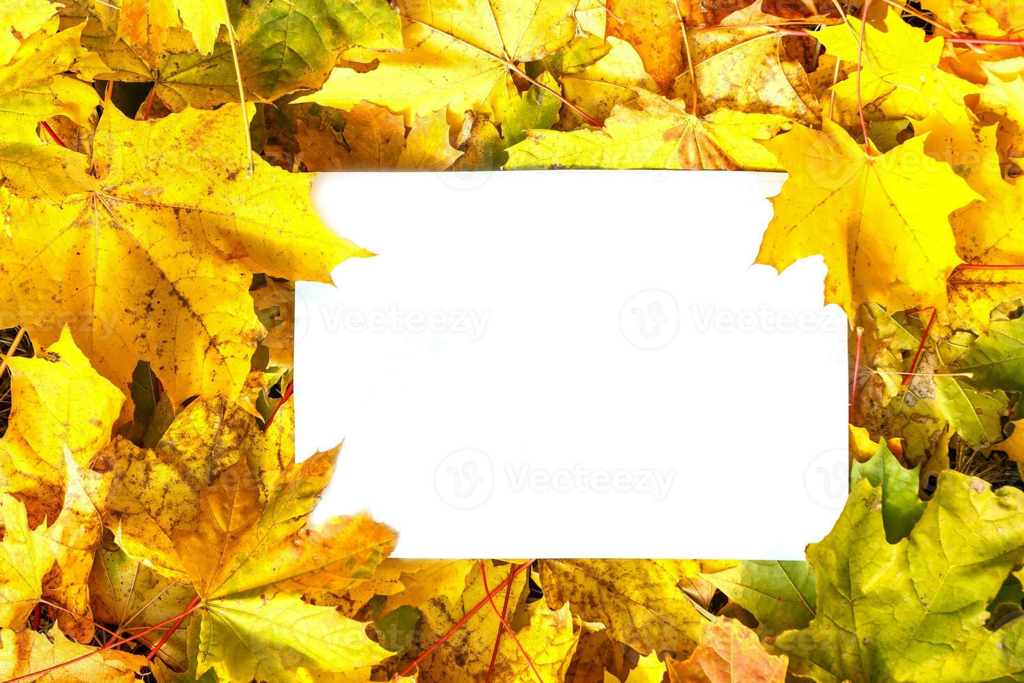 caduto foglie, bianca foglio di carta bugie su caduto le foglie. il concetto di autunno foto