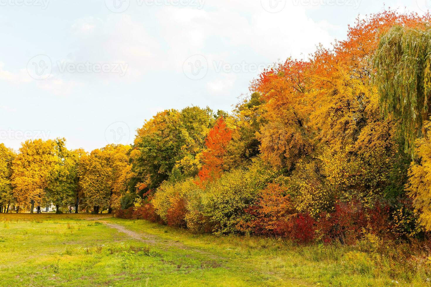 collezione di bellissimo colorato autunno foglie, verde, giallo, arancia, rosso foto