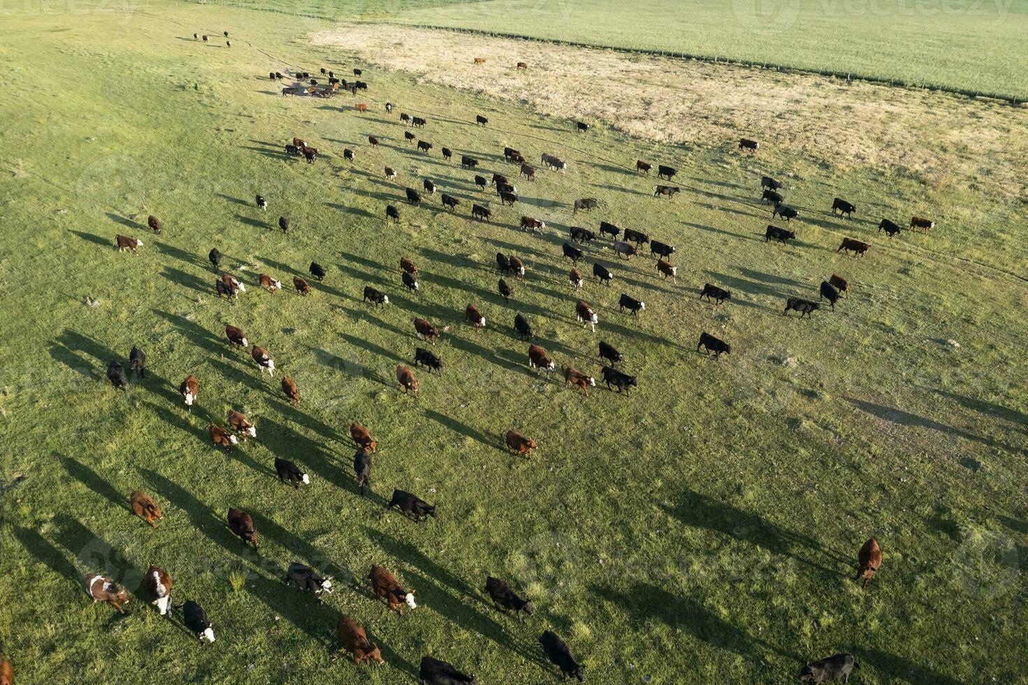 aereo Visualizza di un' truppe di manzi per esportare, bestiame sollevato con naturale pascoli nel il argentino campagna. foto