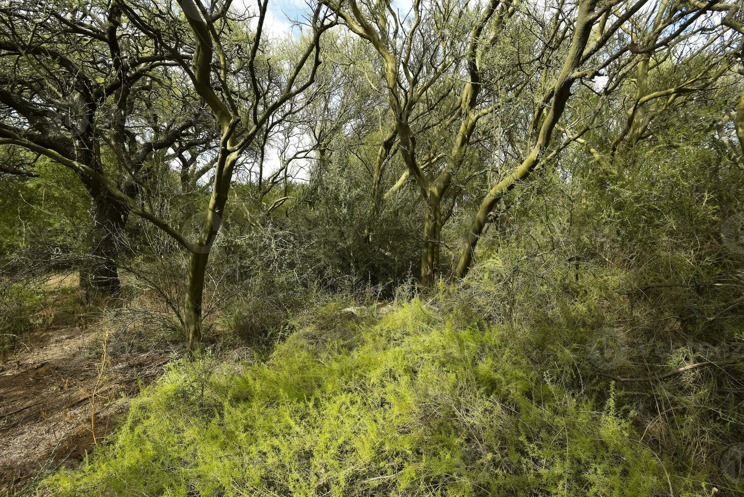 calden foresta paesaggio, geoffrea decorticans impianti, la pampa Provincia, patagonia, argentina. foto