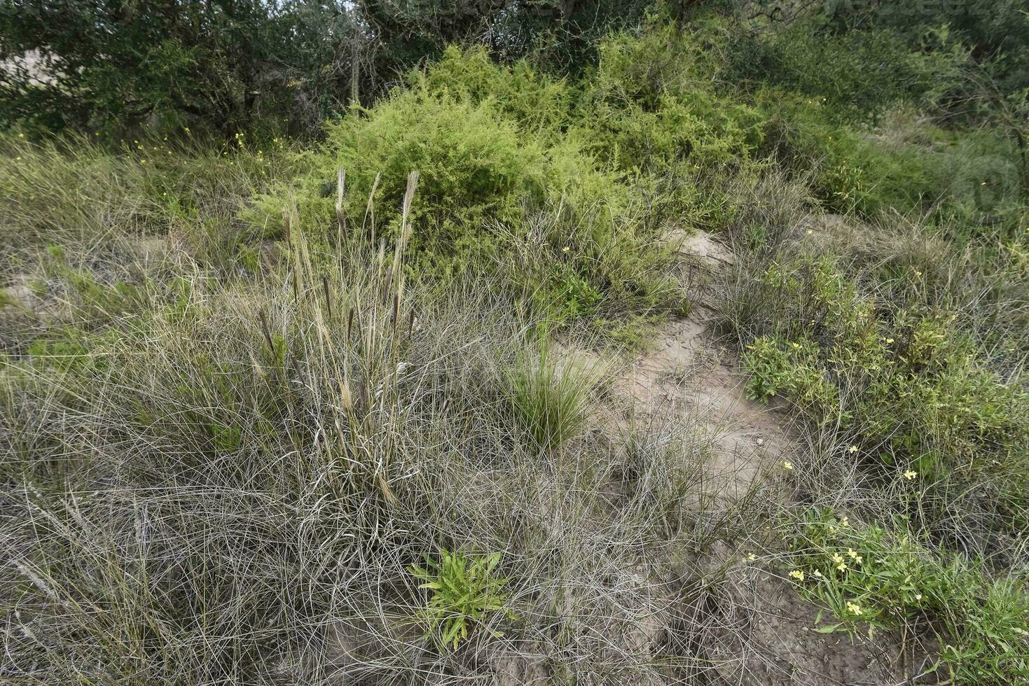 calden foresta paesaggio, geoffrea decorticans impianti, la pampa Provincia, patagonia, argentina. foto