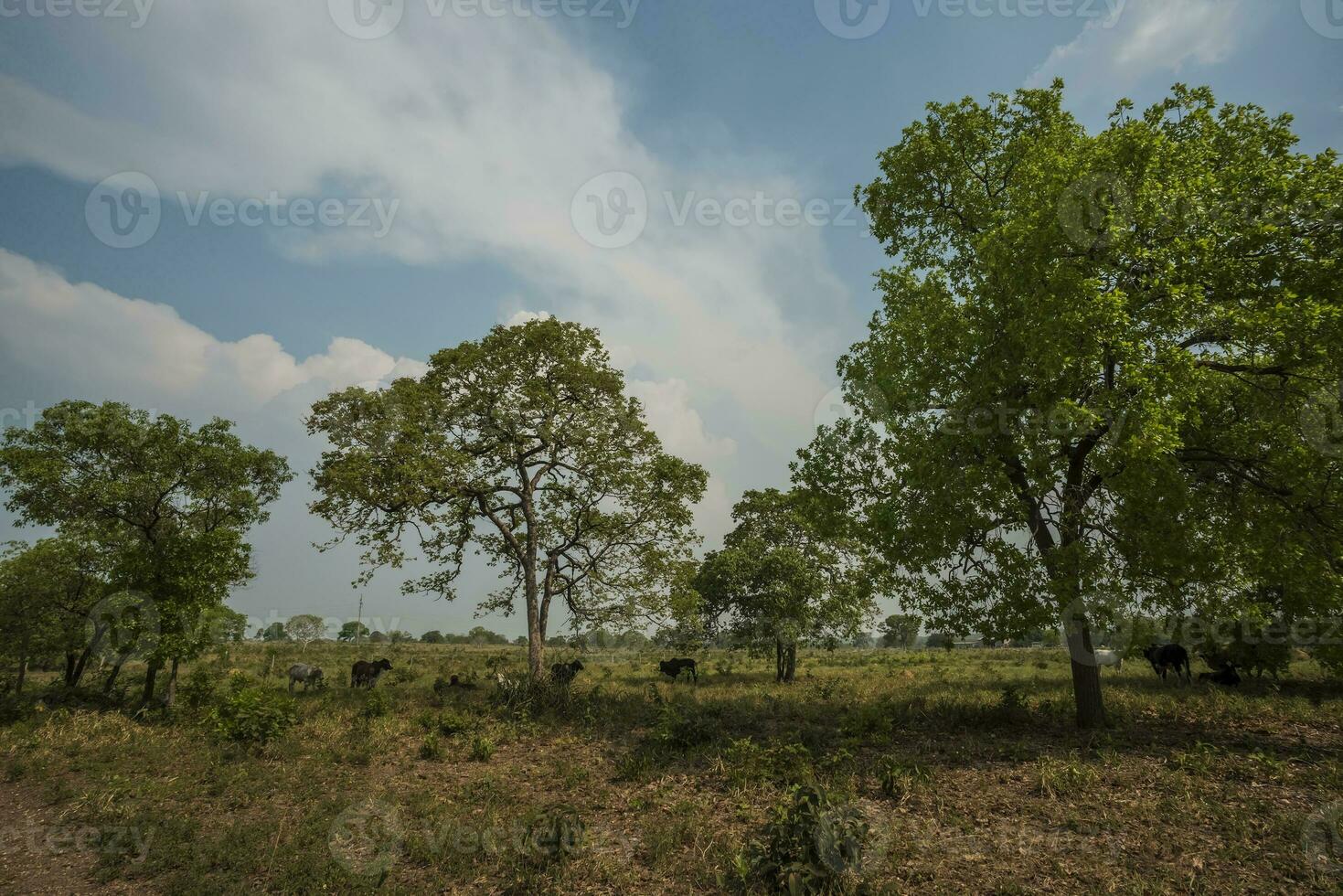 pantanal campagna, mamato grosso Provincia, brasile foto