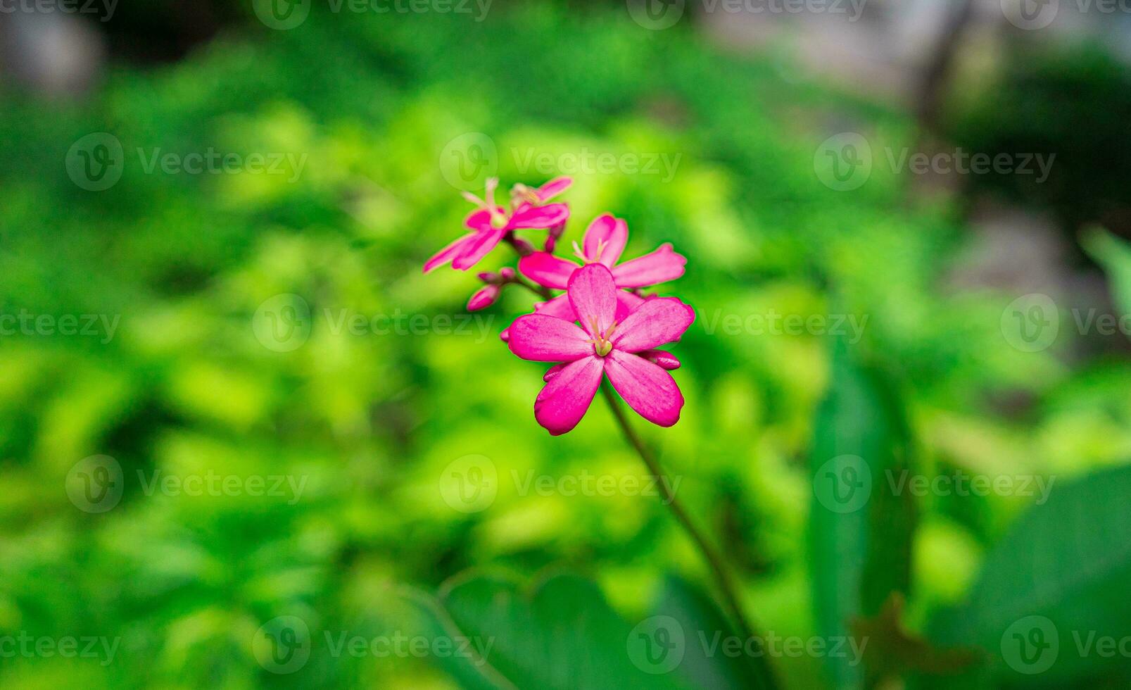 fiore nel giardino su mattina foto