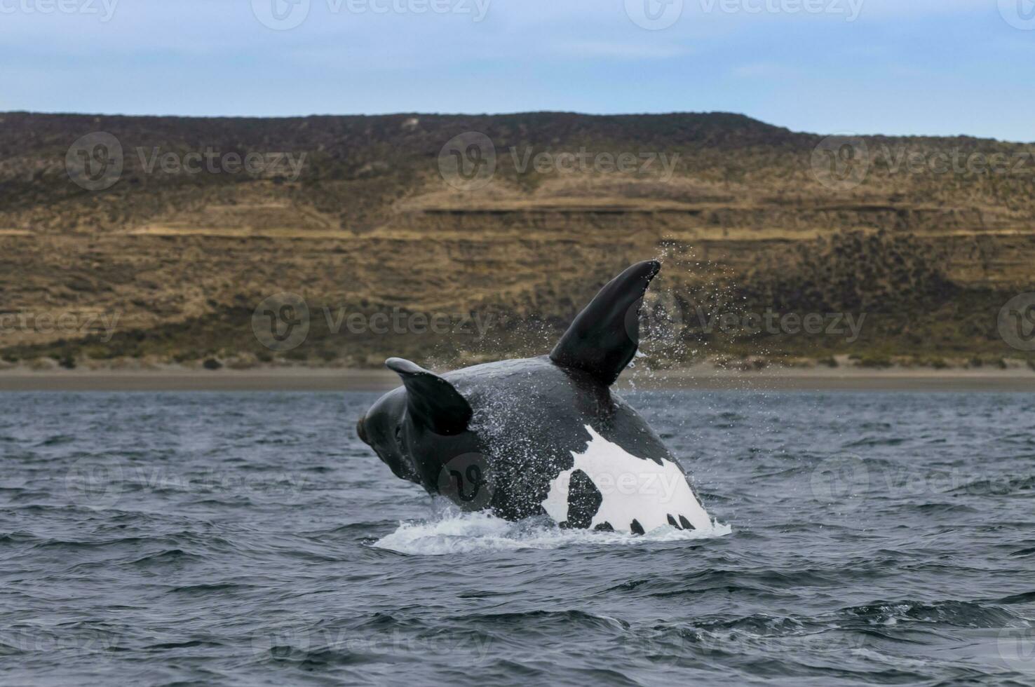 meridionale giusto balena salto , penisola valdes patagonia , argentina foto