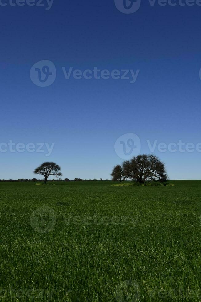 pampa albero paesaggio, la pampa Provincia, patagonia, argentina. foto