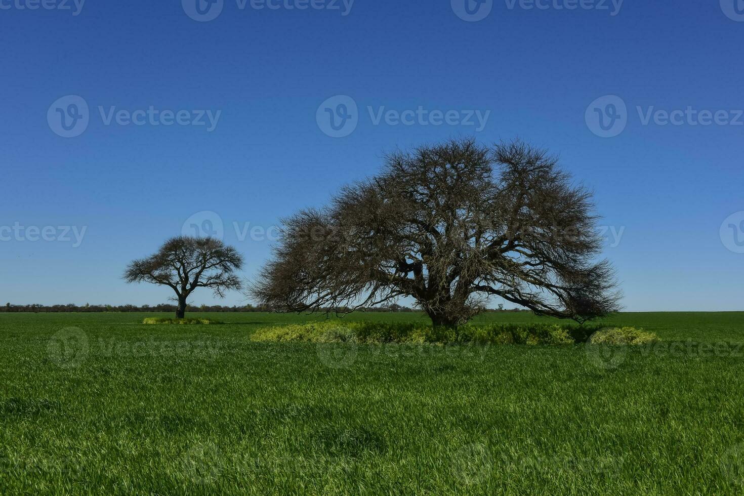 pampa albero paesaggio, la pampa Provincia, patagonia, argentina. foto