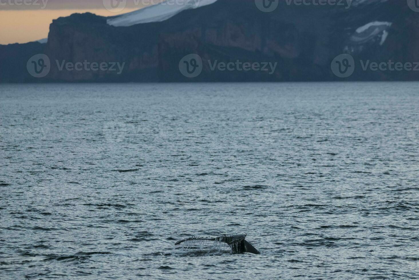 gobba balena immersioni, megatteri novaeangliae,antrtica. foto