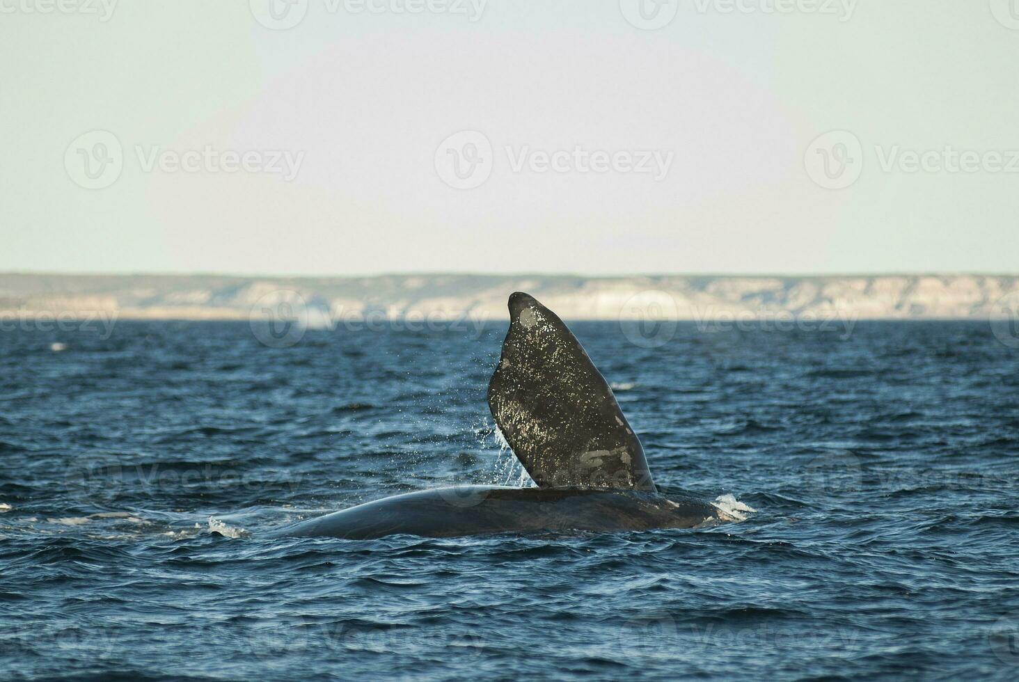sohutern giusto balena coda pettorale pinna, in via di estinzione specie, Patagonia, Argentina foto