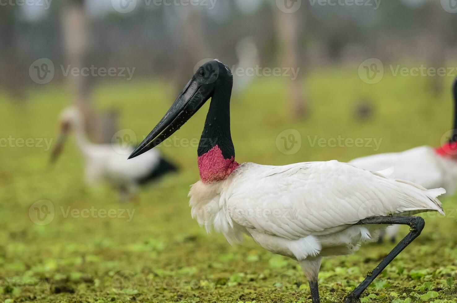 jabiru cicogna, nel zone umide ambiente, la estrella palude, formosa Provincia, argentina. foto