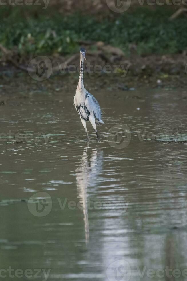 cocco airone nel zone umide ambiente, pantanale, brasile foto