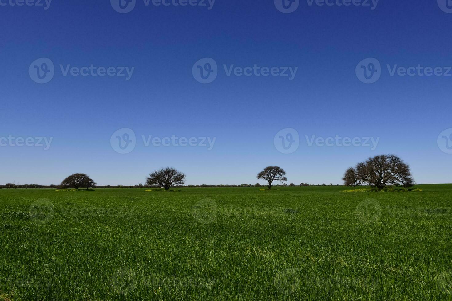 calden albero paesaggio, la pampa, argentina foto