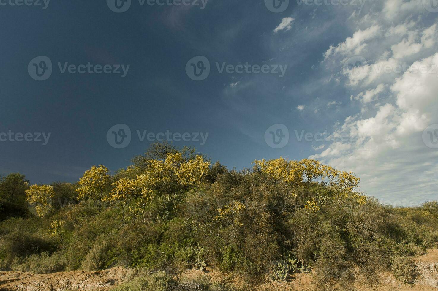 chaar albero nel calden foresta, fiorito nel primavera, la Pampa, Argentina foto