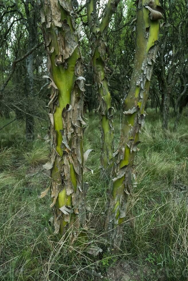 chaar albero nel calden foresta, fiorito nel primavera, la Pampa, Argentina foto