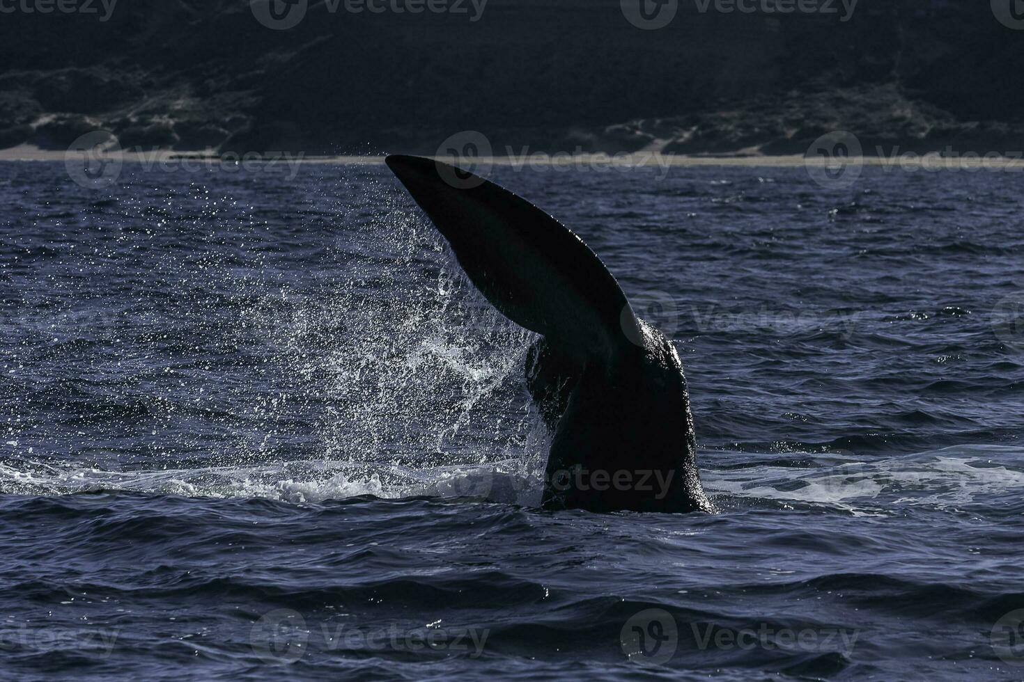 sohutern giusto balena coda lobtailing, in via di estinzione specie, Patagonia, Argentina foto