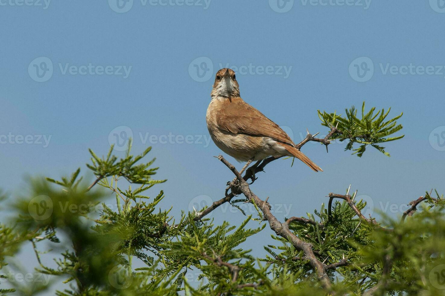 ruvido Hornero , argentino nazionale uccello, iber paludi, corrientes Provincia argentina. foto