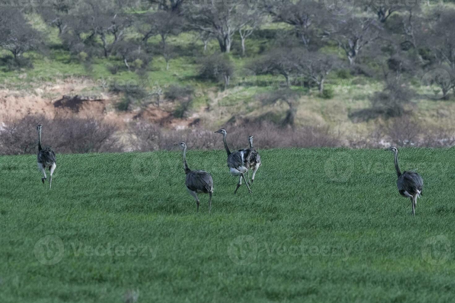 maggiore rea, rhea americana, nel pampa coutryside ambiente, la pampa Provincia, , Brasile. foto