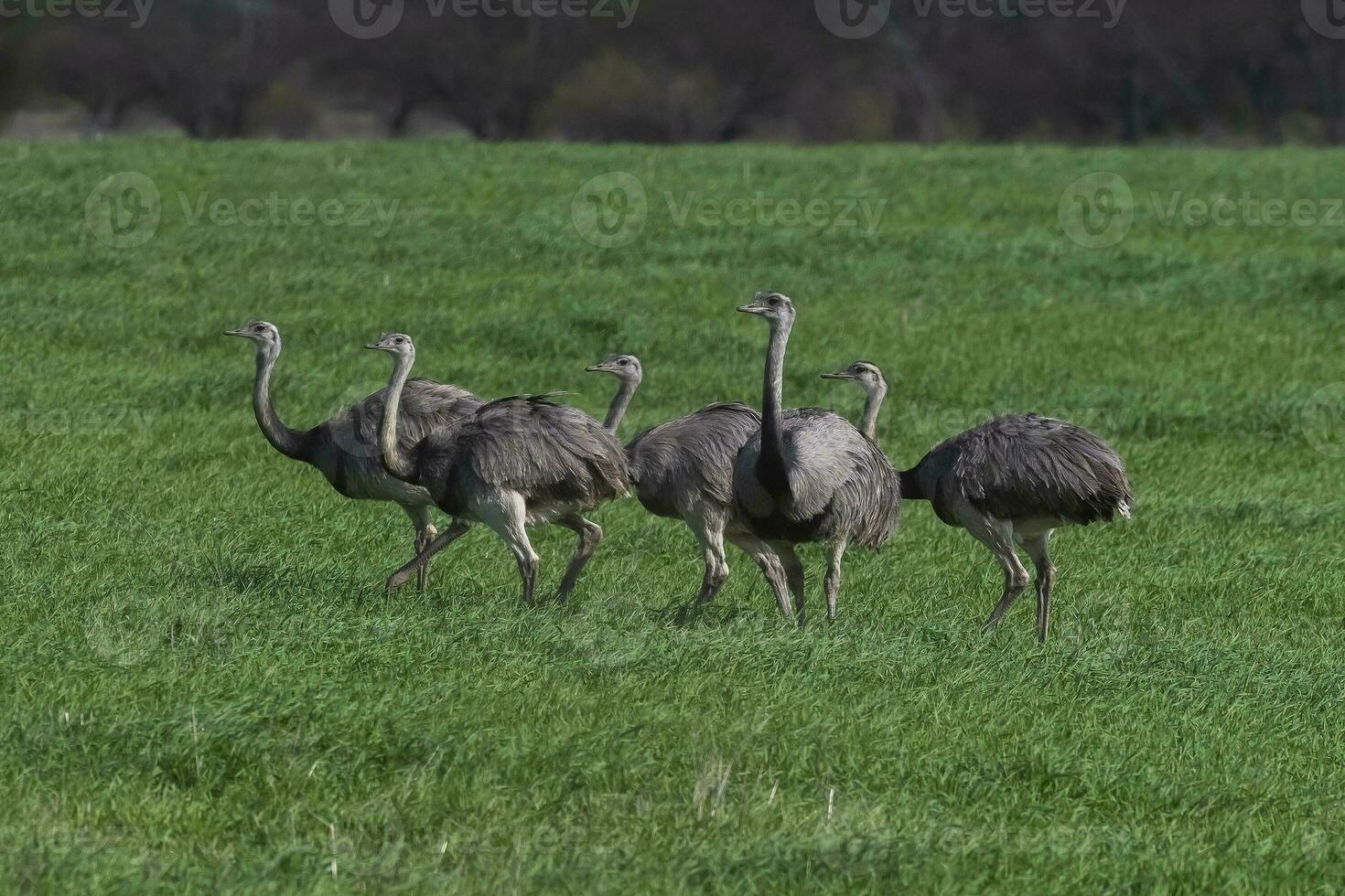 maggiore rea, rhea americana, nel pampa coutryside ambiente, la pampa Provincia, , Brasile. foto