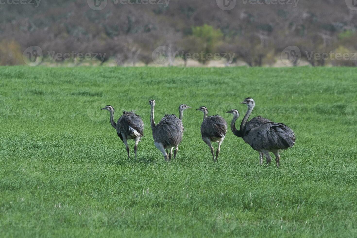 maggiore rea, rhea americana, nel pampa coutryside ambiente, la pampa Provincia, , Brasile. foto