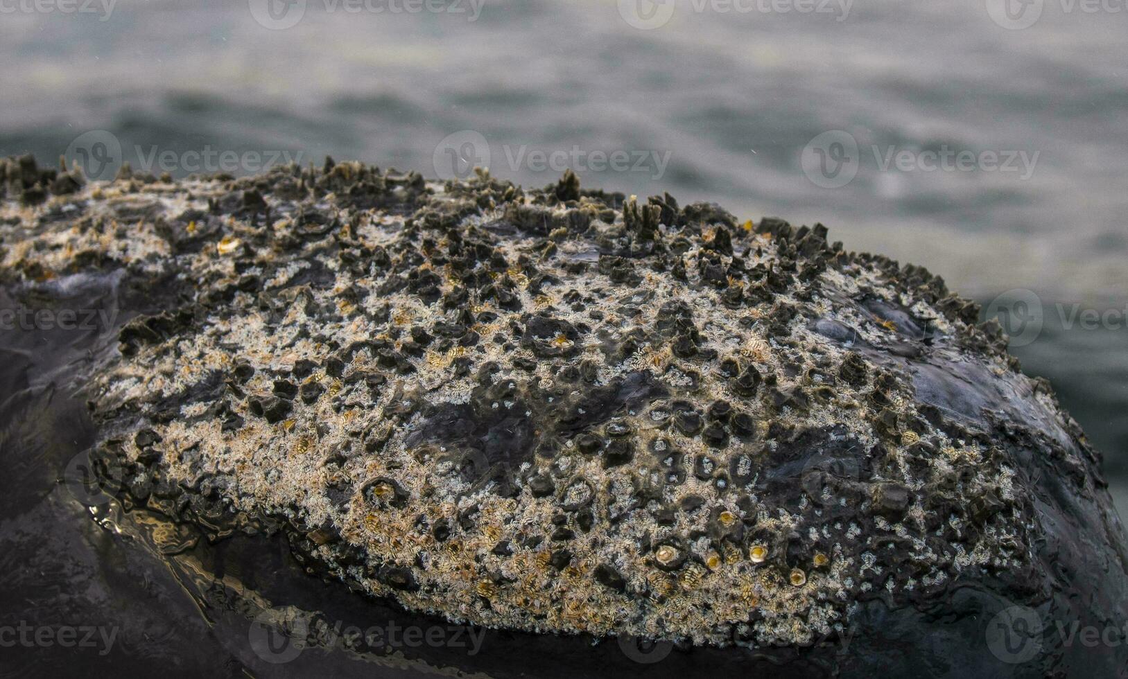 sohutern giusto balene nel il superficie, penisola Valdes, Patagonia, Argentina foto