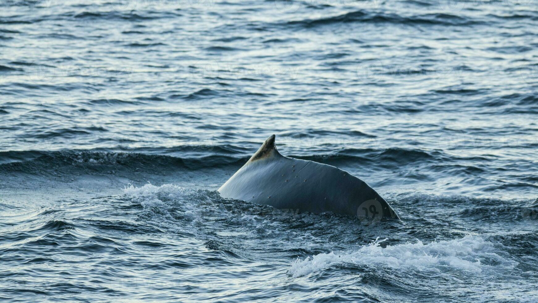 gobba balena immersioni, megatteri novaeangliae,antrtica. foto