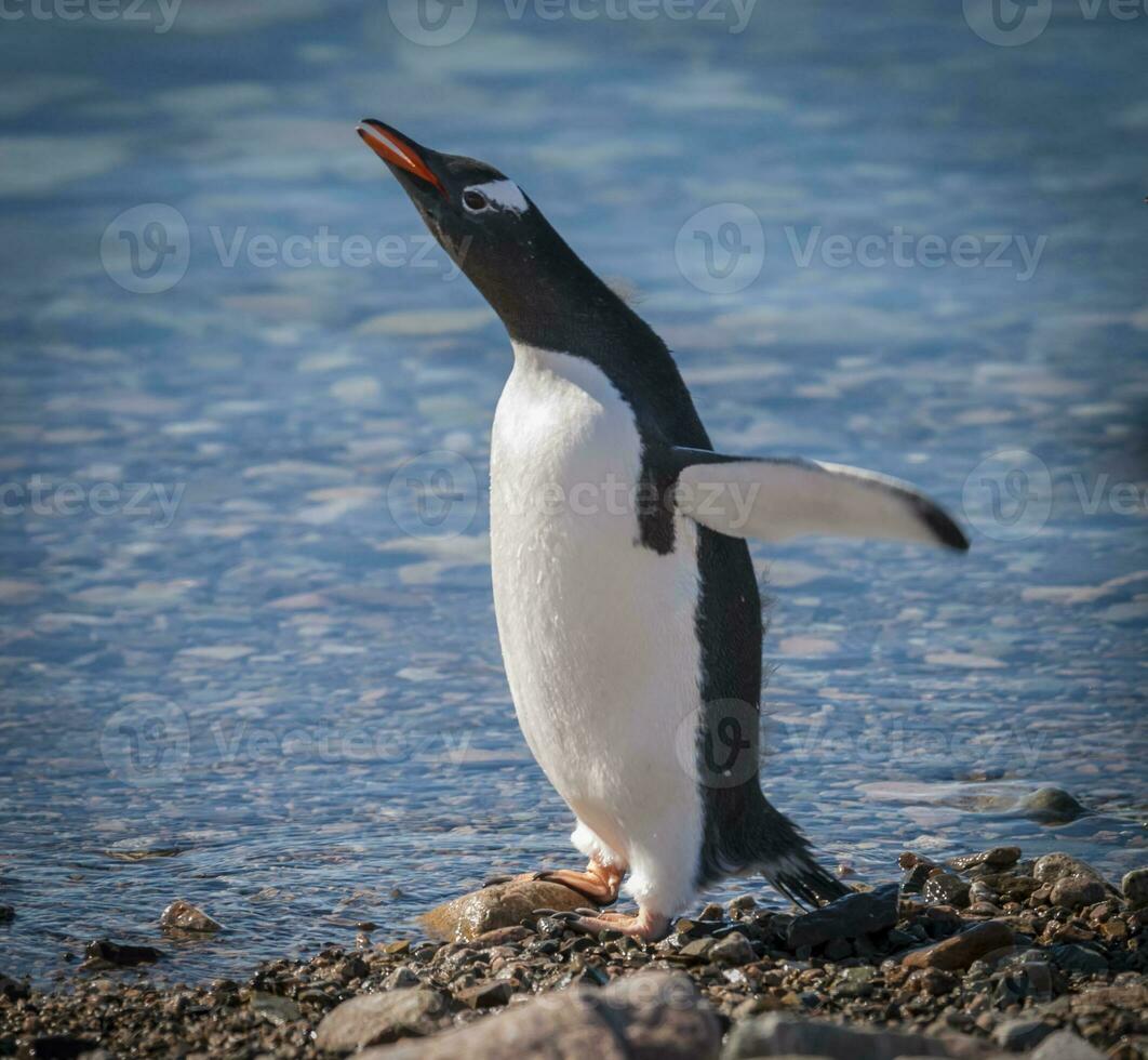 gentoo pinguino nel neko porto, penisola antrtica. foto