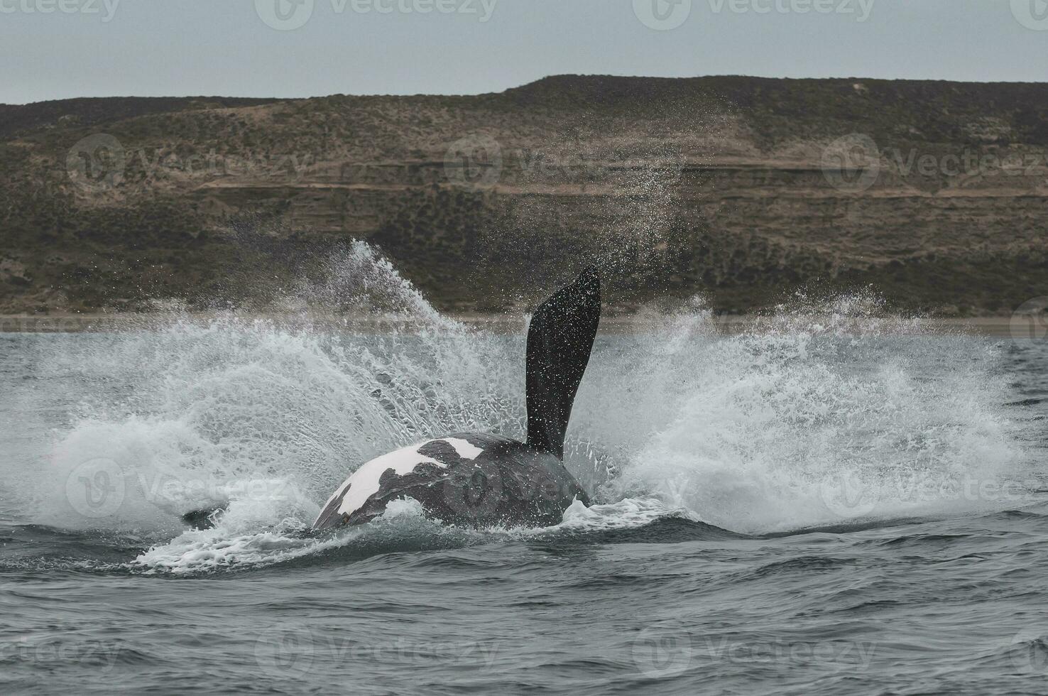 sohutern giusto balena saltare, in via di estinzione specie, Patagonia, Argentina foto