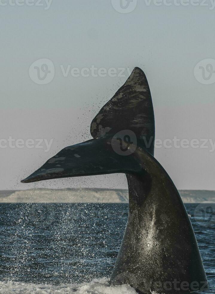 balena coda su di acqua, penisola Valdes, Patagonia, Argentina. foto