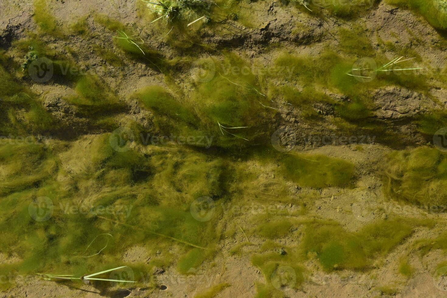 verde alghe nel acquatico ambiente , patagonia, argentina. foto