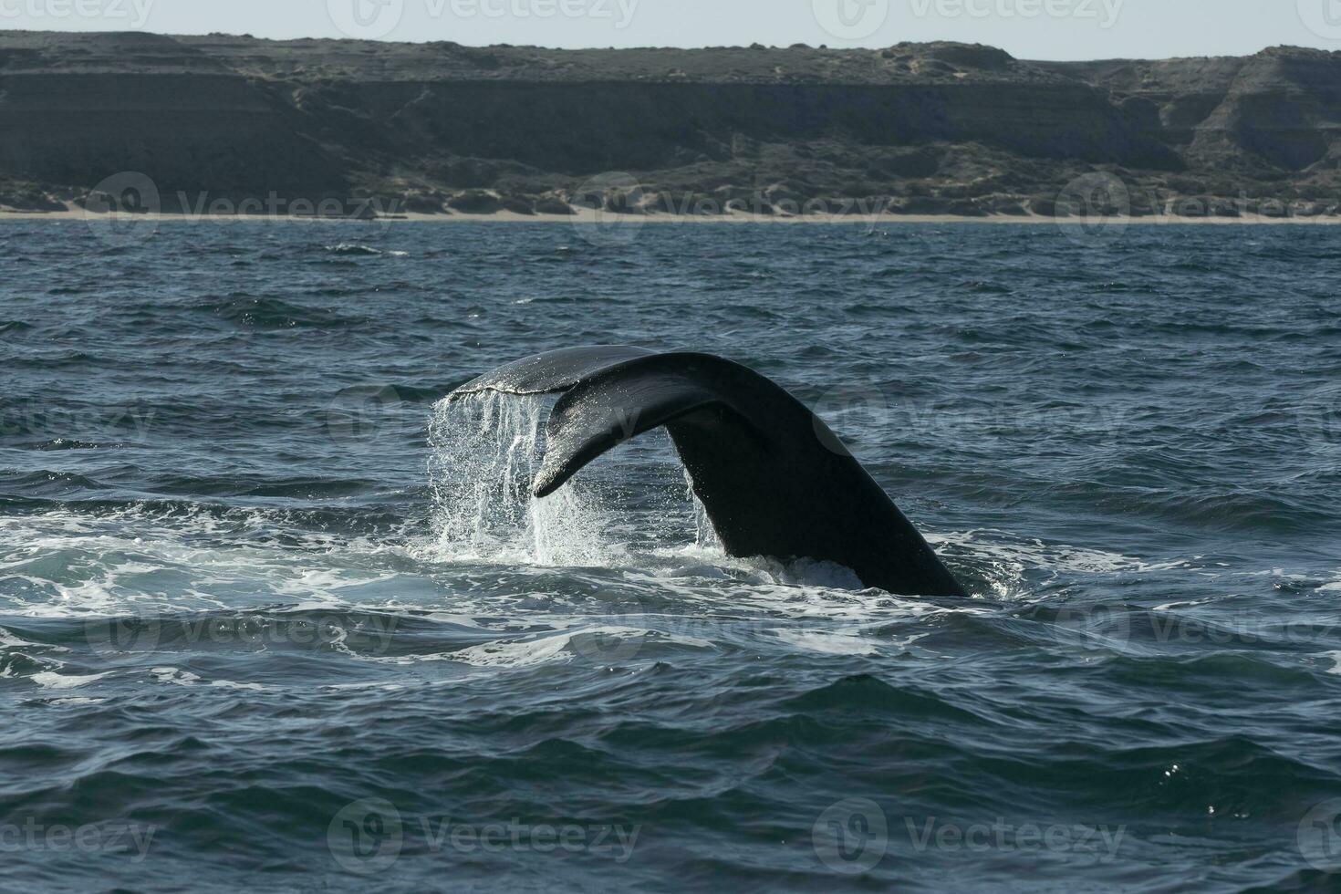 sohutern giusto balena coda,penisola Valdes, chubut, Patagonia, Argentina foto