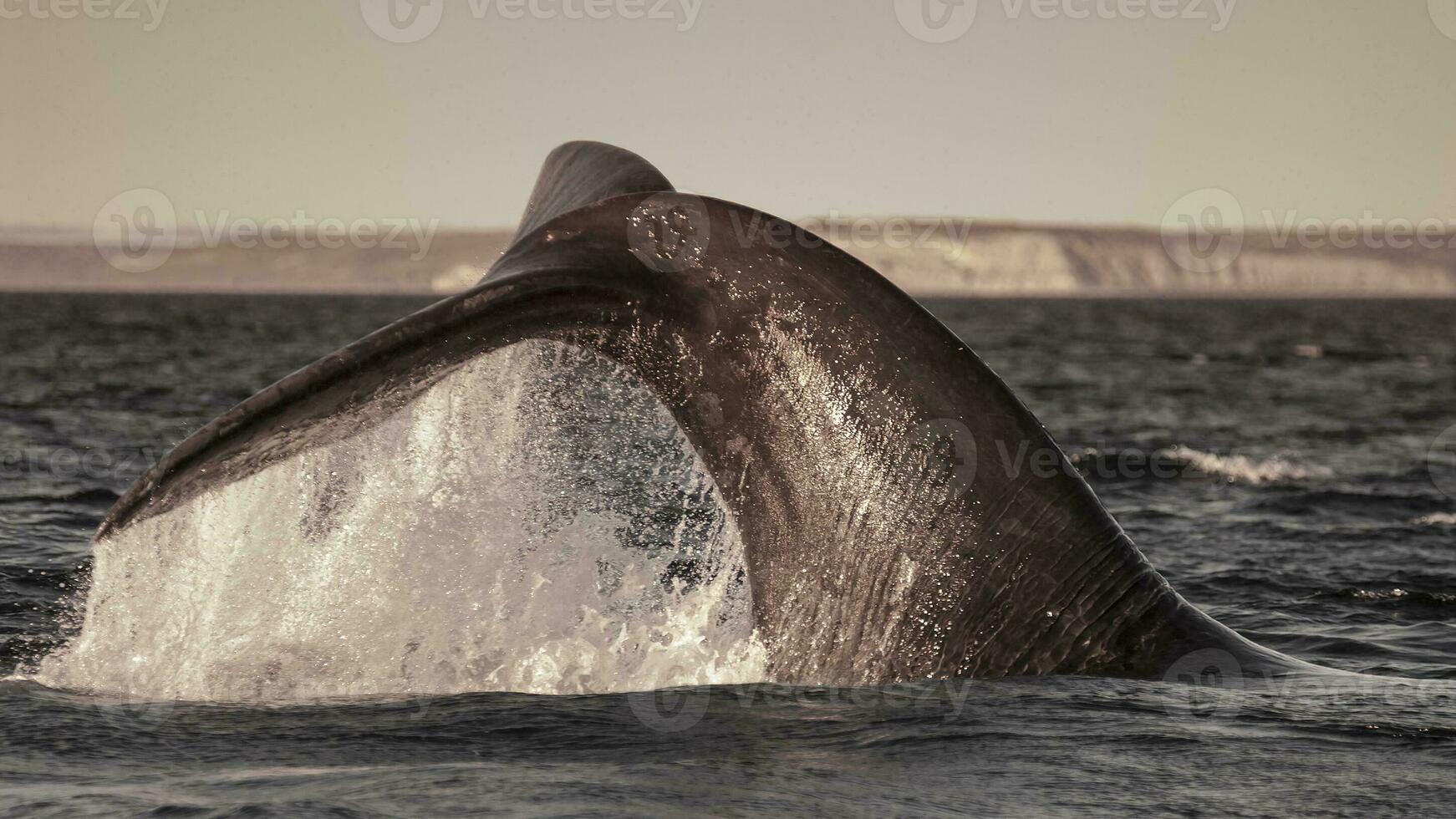 sohutern giusto balena lobtailing, in via di estinzione specie, Patagonia, Argentina foto