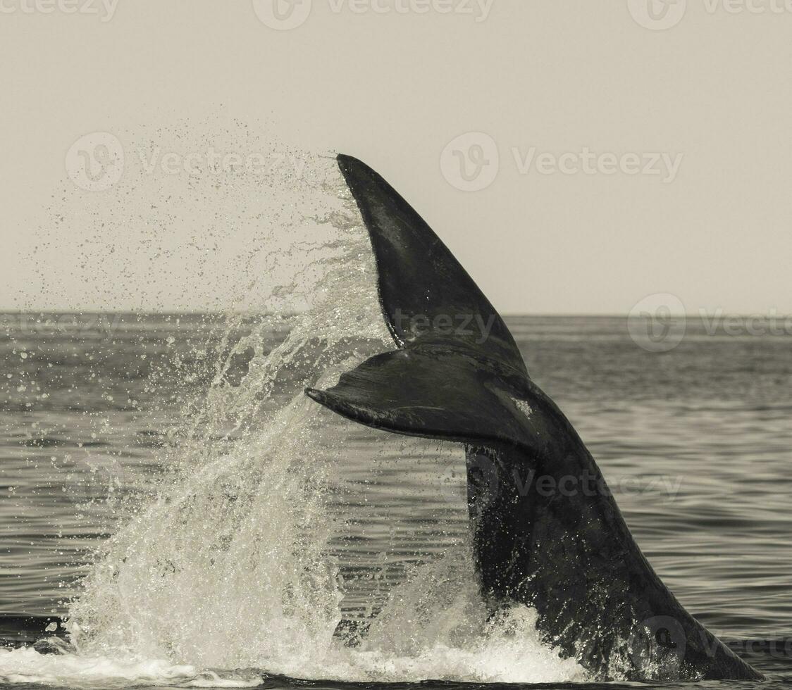 balena coda colpo di fortuna, patagonia, argentina foto