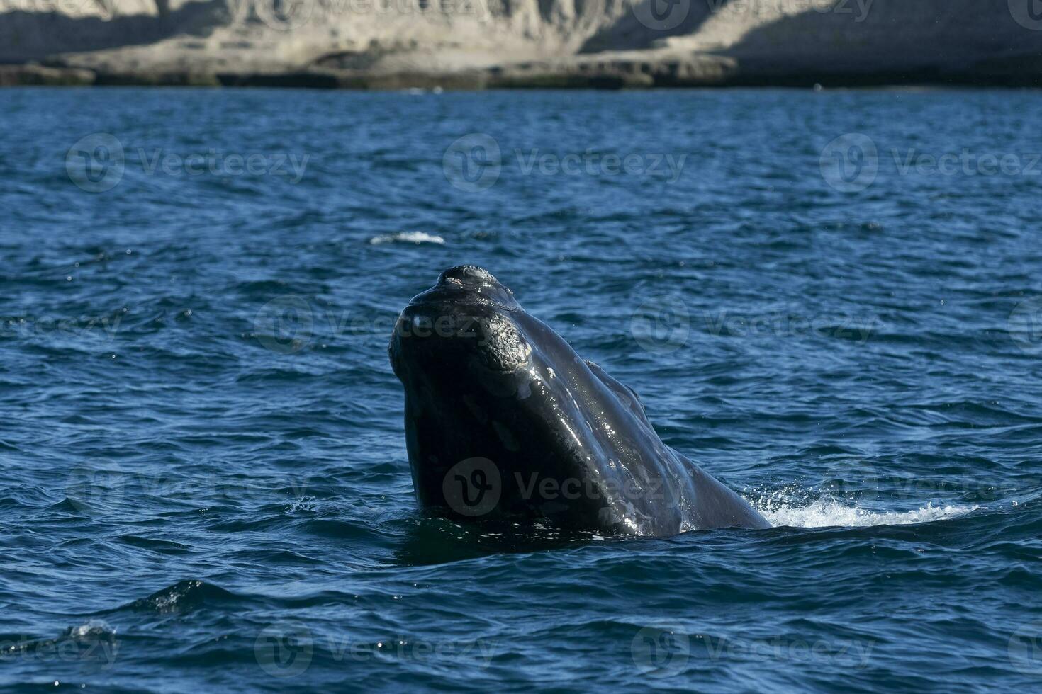 sohutern giusto balene nel il superficie, penisola Valdes, Patagonia, Argentina foto