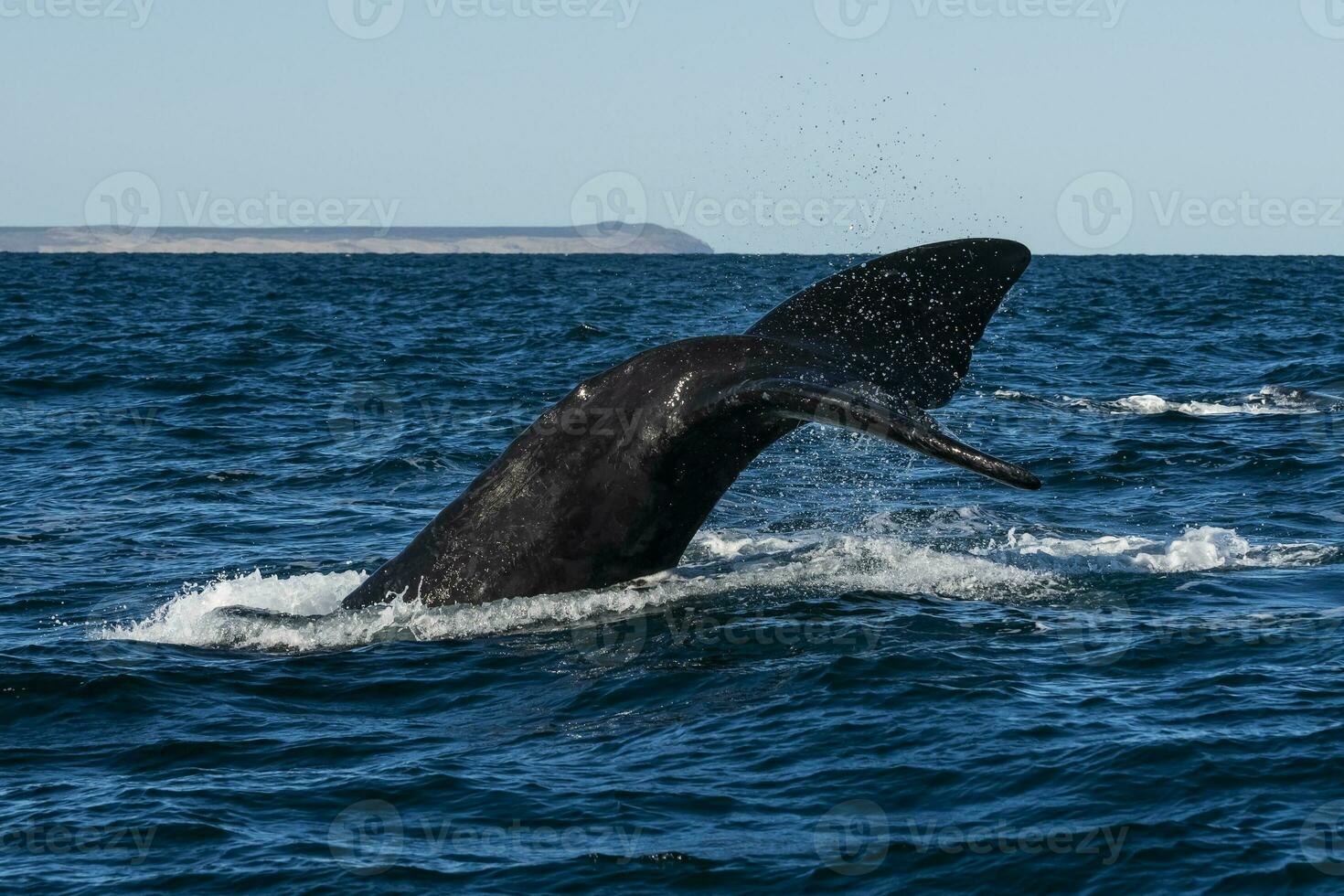 sohutern giusto balena coda,penisola Valdes, chubut, Patagonia, Argentina foto