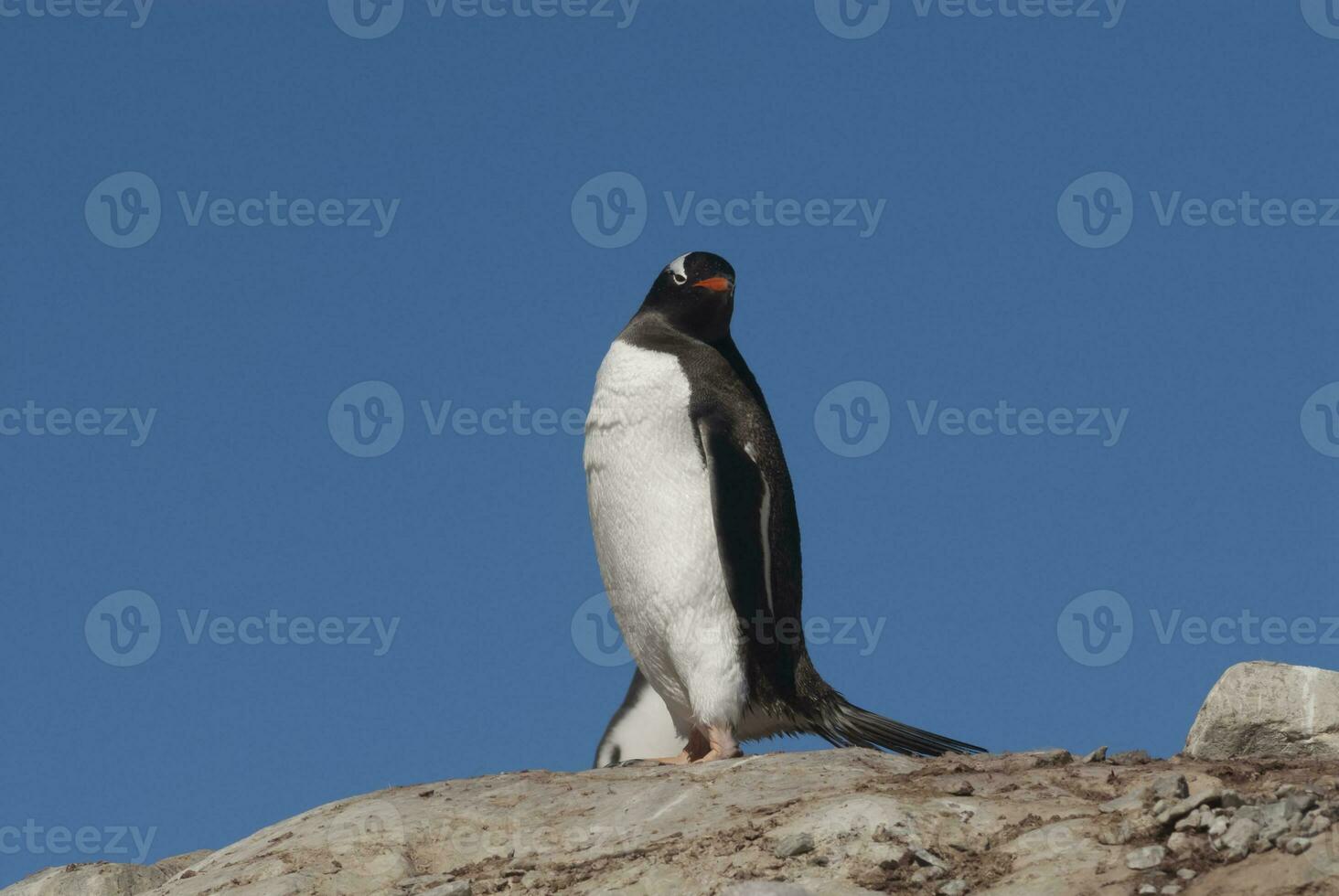 gentoo pinguino nel neko porto, penisola antrtica. foto