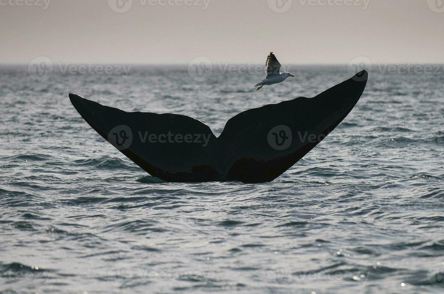 balena coda su di acqua, penisola Valdes, Patagonia, Argentina. foto