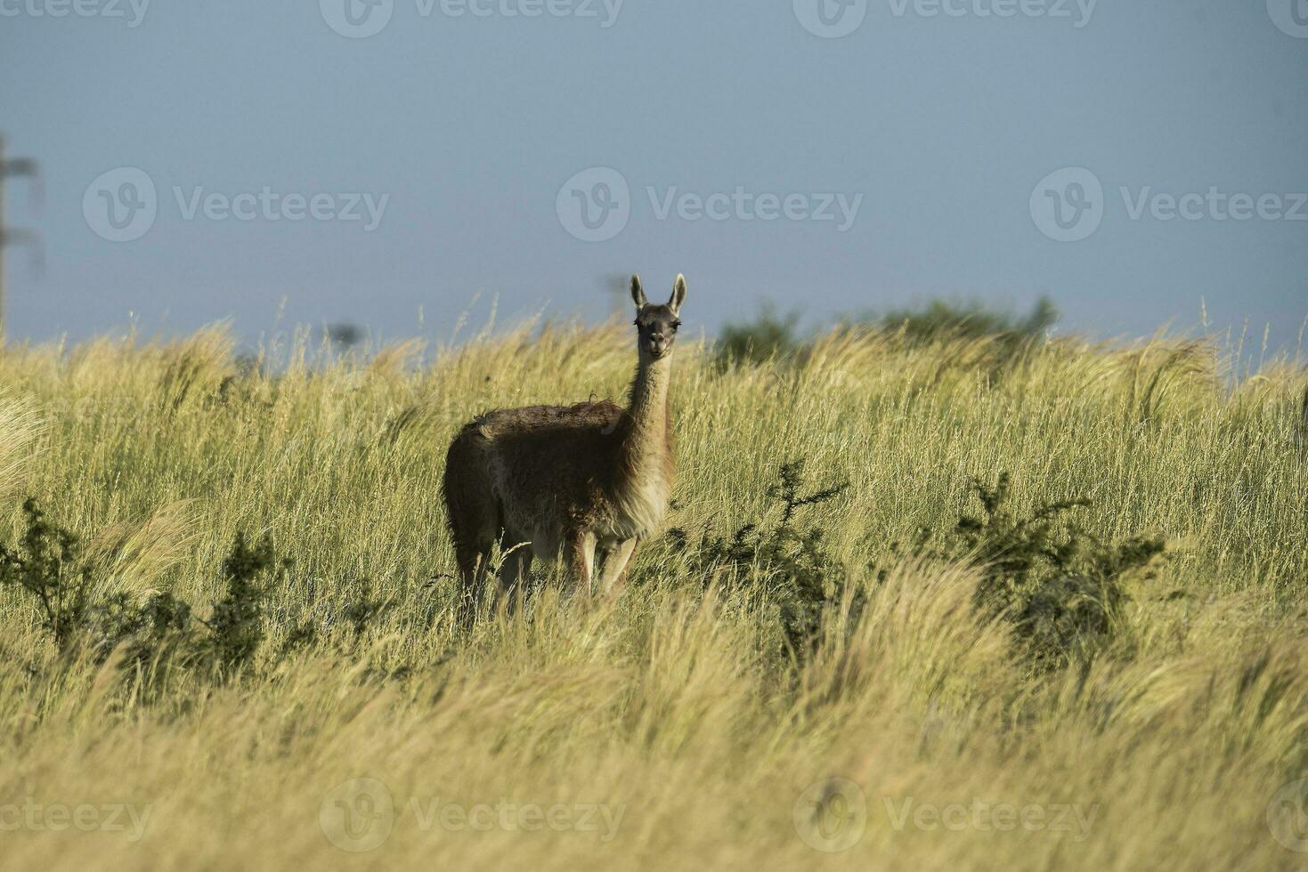 guanachi nel prateria ambiente, parque luro natura Riserva, la pampa Provincia, argentina. foto