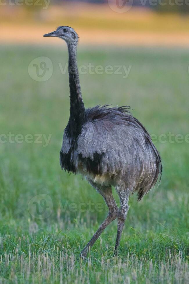 un emu è a piedi nel un' campo foto