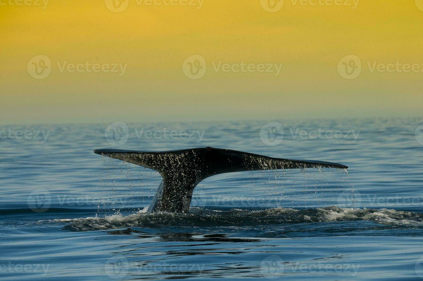 un' balena nel il acqua foto