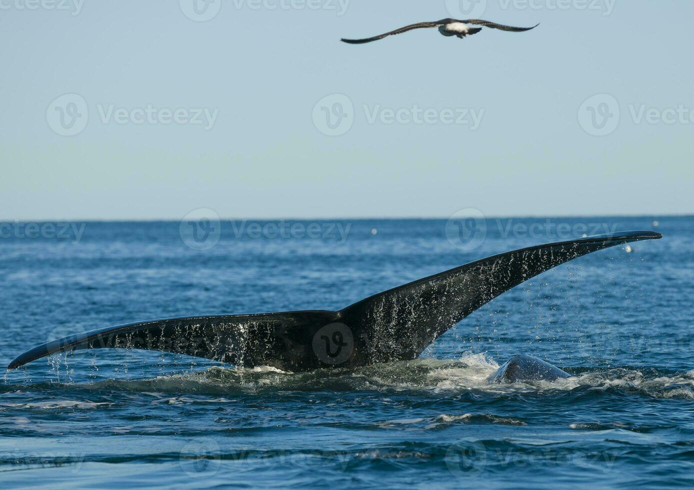 un' balena nel il acqua foto