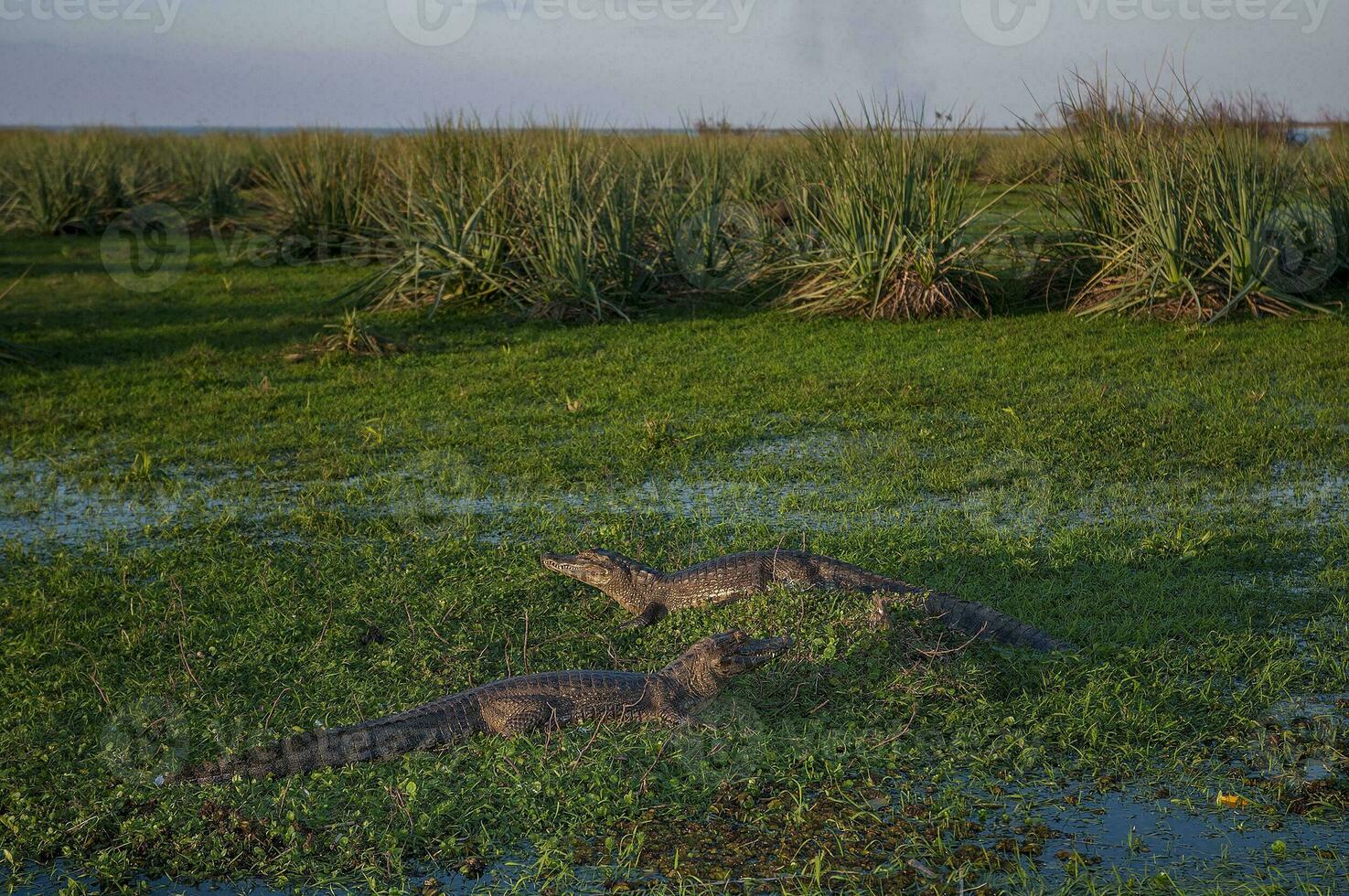 grande alligatori posa nel il erba foto