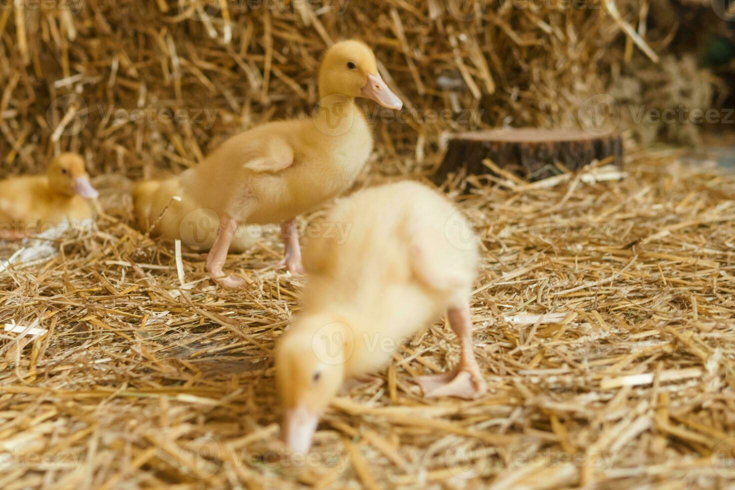 vivere giallo anatre Il prossimo per fresco fieno avvicinamento. il concetto di raccolta animali su un' azienda agricola. foto