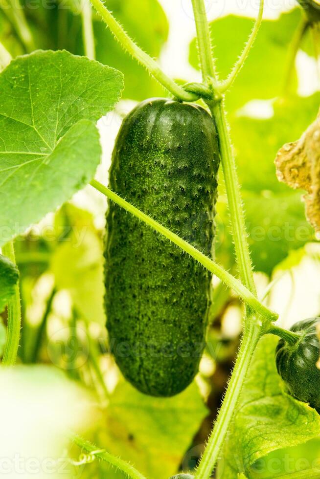 cetrioli appendere su un' ramo nel il serra. il concetto di giardinaggio e vita nel il nazione. foto