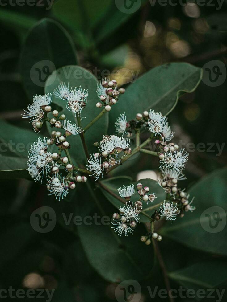 lunatico verde fiori di Giava prugna albero. foto