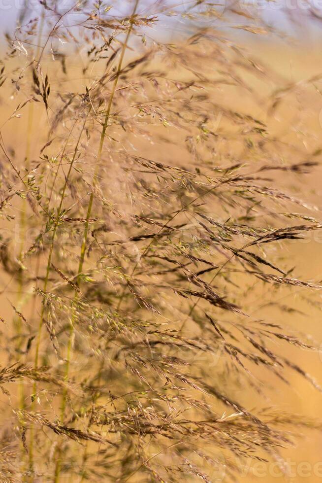 impianti nel un' Grano campo foto