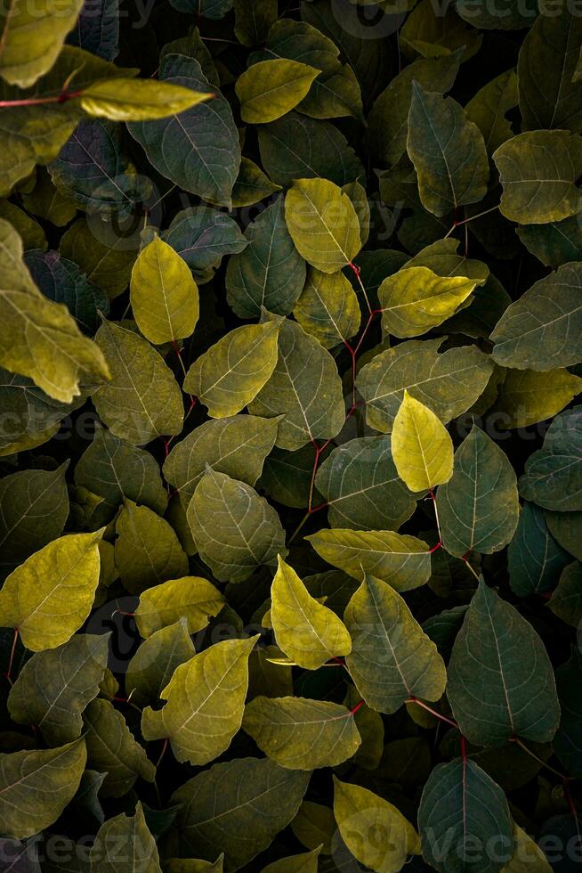 verde e giallo giapponese poligono pianta le foglie nel autunno stagione foto