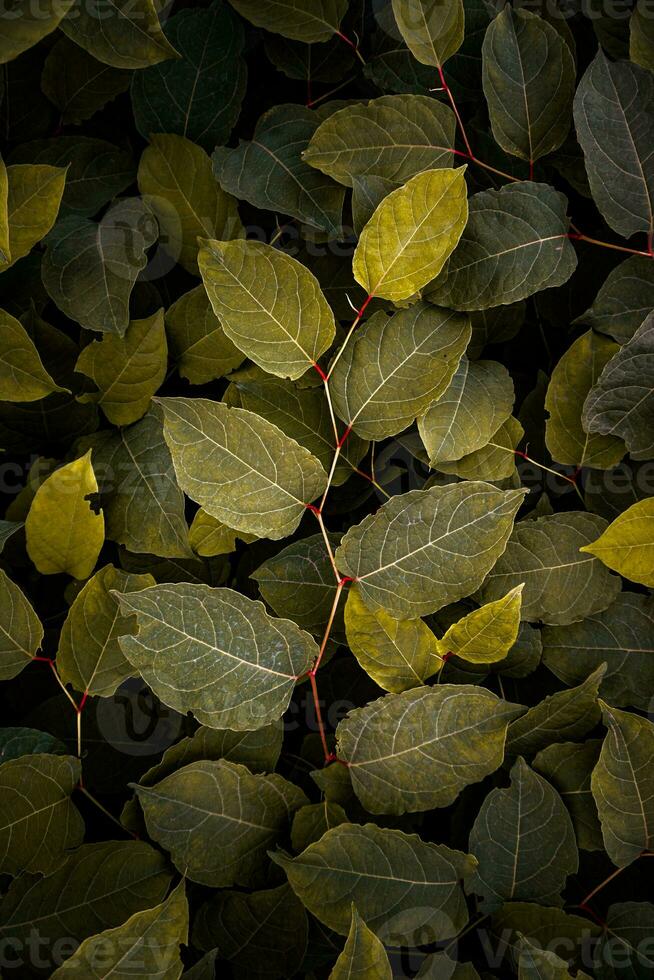 verde e giallo giapponese poligono pianta le foglie nel autunno stagione foto