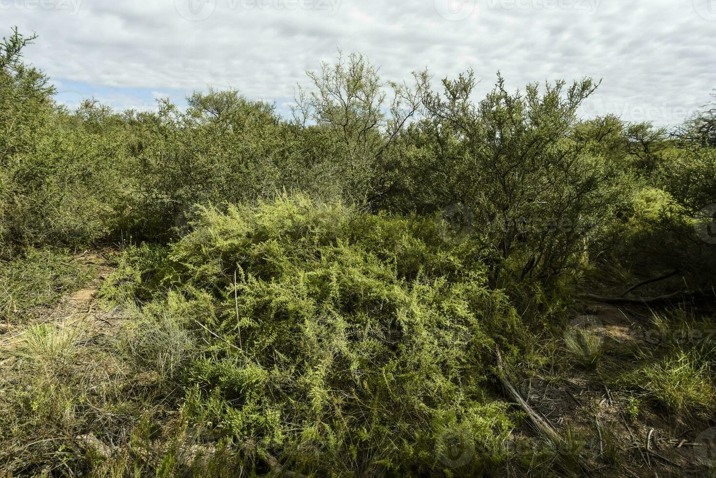 calden foresta paesaggio, la pampa Provincia, patagonia, argentina. foto