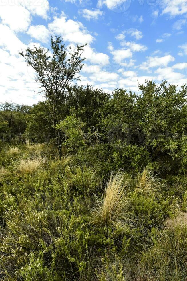 calden foresta paesaggio, la pampa Provincia, patagonia, argentina. foto