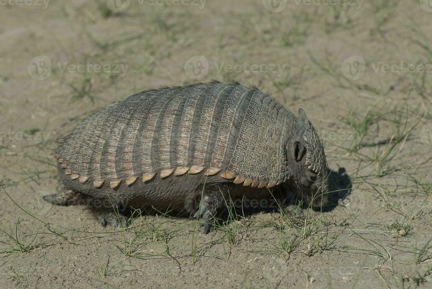 peloso armadillo, nel deserto ambiente, penisola Valdes, patagonia, argentina foto